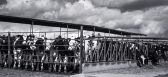 Cows and Clouds